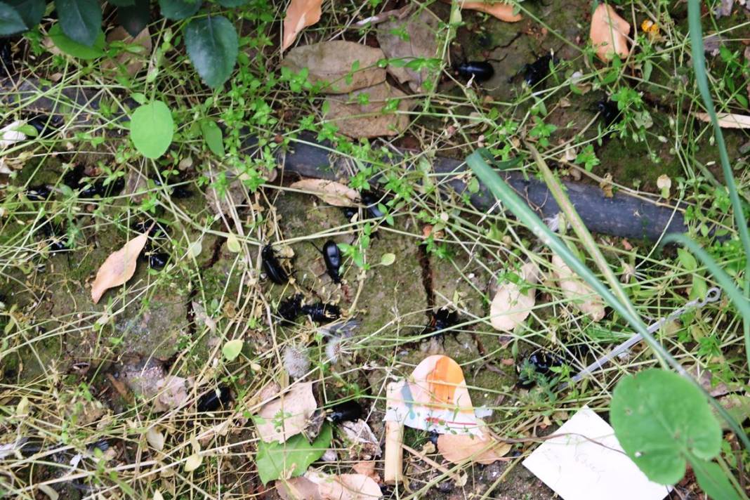 O illerde yaşayanlar dikkat: İstila başladı! Hava kararınca ortaya çıkıp evlerin içine kadar giriyorlar! 2